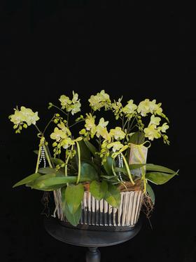 青萝蝶舞 · 蝴蝶兰盆栽