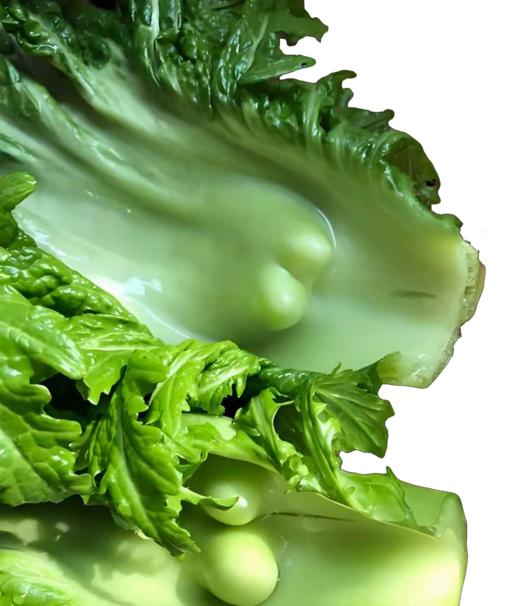 有机介瘤菜 商品图2