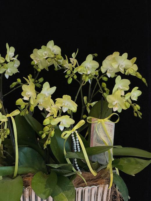 青萝蝶舞 · 蝴蝶兰盆栽 商品图2