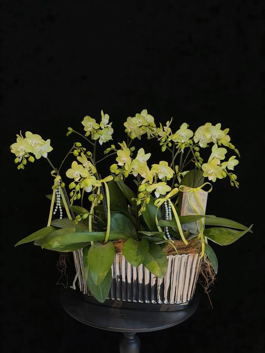 青萝蝶舞 · 蝴蝶兰盆栽 商品图1