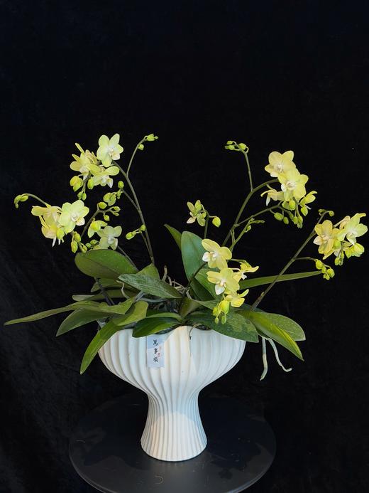 淡香静雅 · 蝴蝶兰盆栽 商品图1