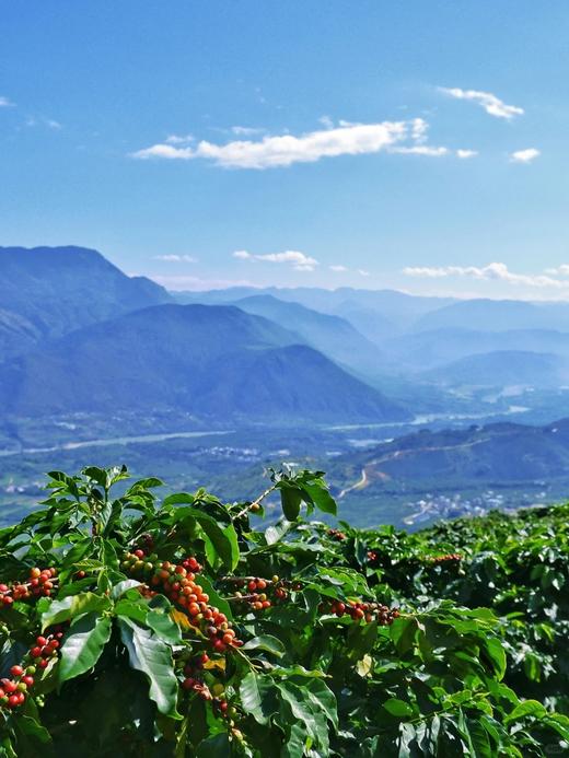 挂耳咖啡/咖啡豆 商品图5