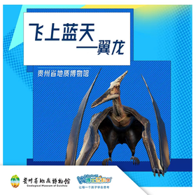 贵地博|努力向上的翼龙