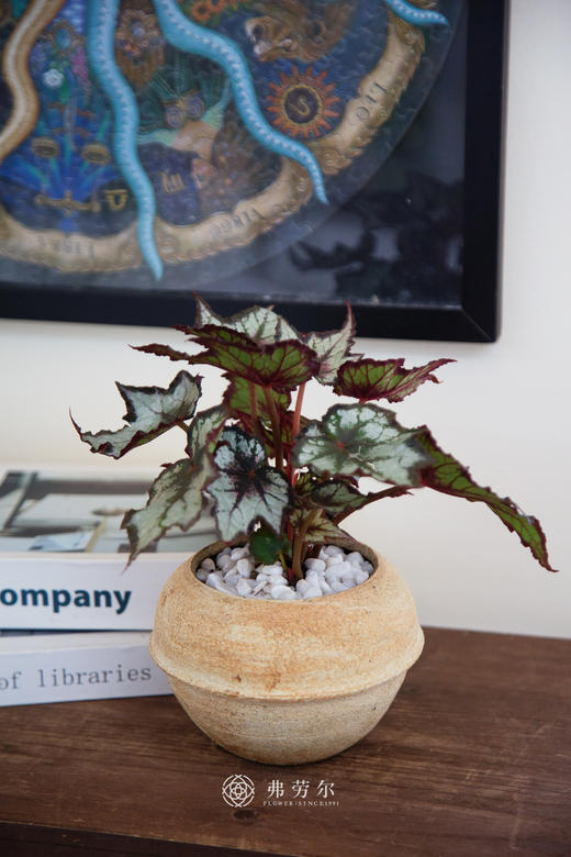 秋海棠 商品图1