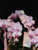 微风蝶语 · 蝴蝶兰盆栽 商品缩略图2