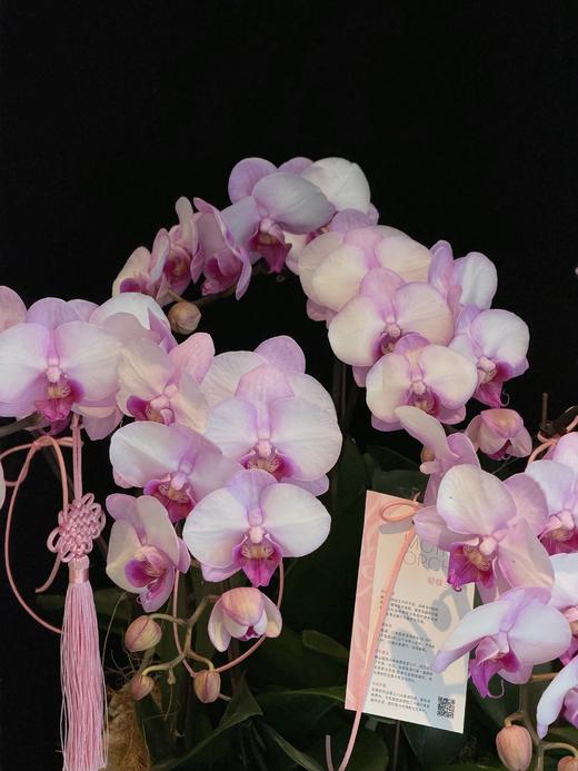 微风蝶语 · 蝴蝶兰盆栽 商品图2