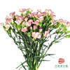 多头康乃馨-缇娜 商品缩略图0