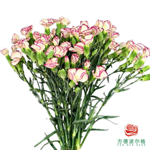 多头康乃馨-缇娜 商品图0