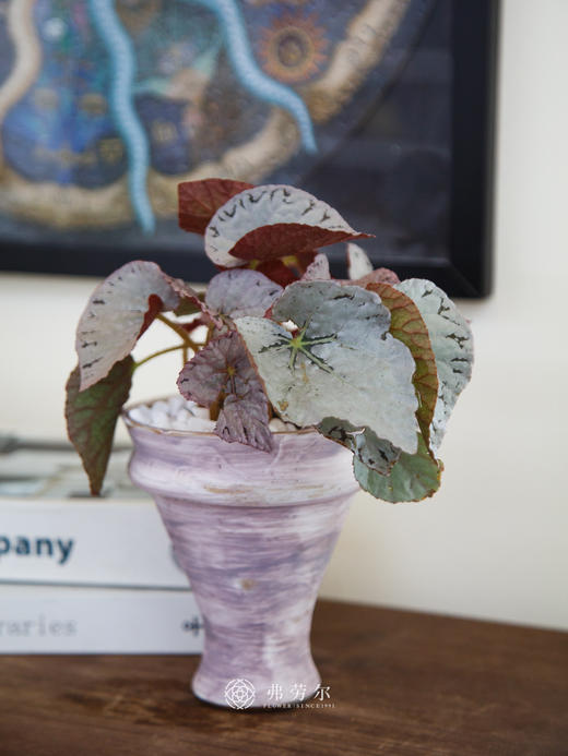 秋海棠 商品图5