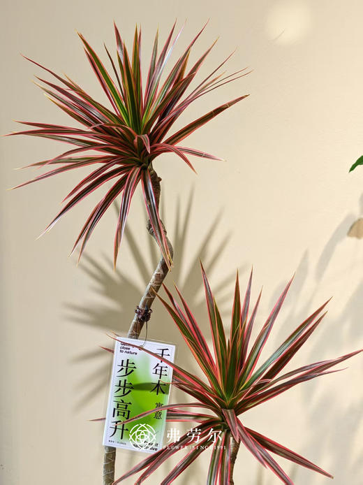 青花瓷盆千年木 商品图2