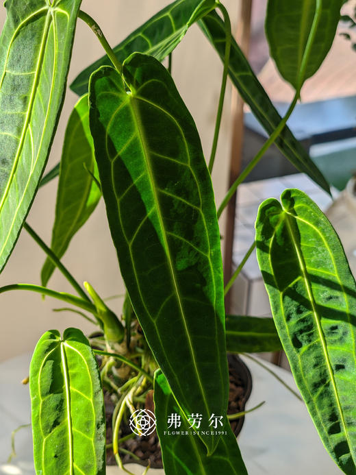 浅蓝盆火鹤后 商品图2