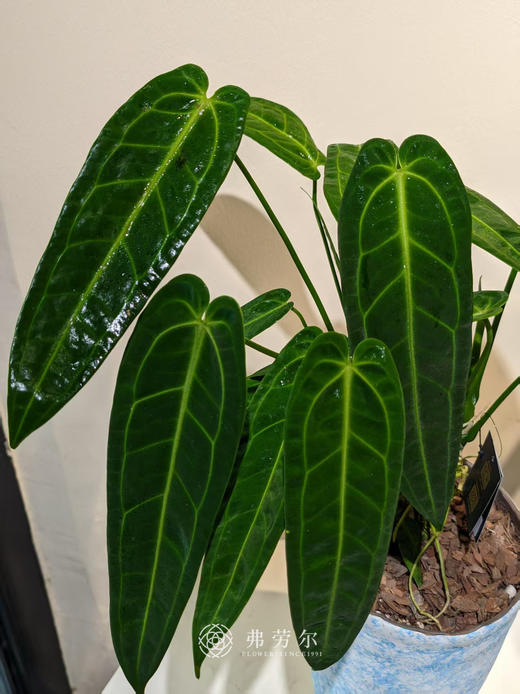 浅蓝盆火鹤后 商品图1