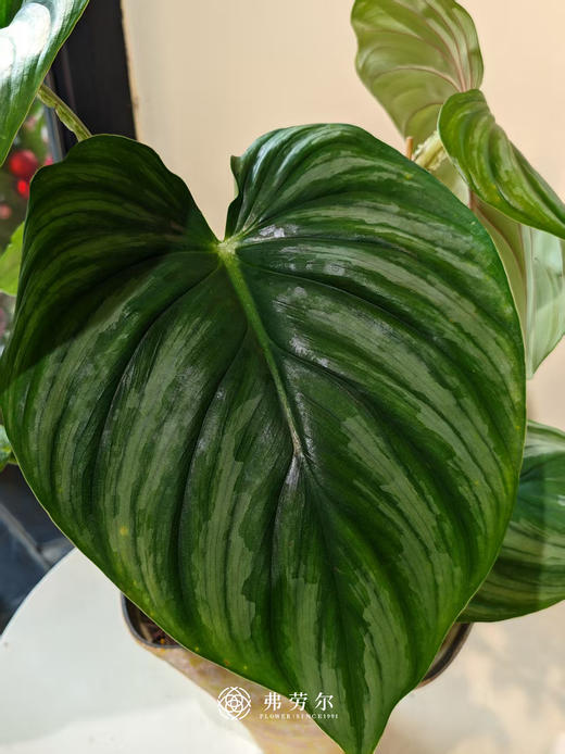 西瓜碧浪（粉盆） 商品图1