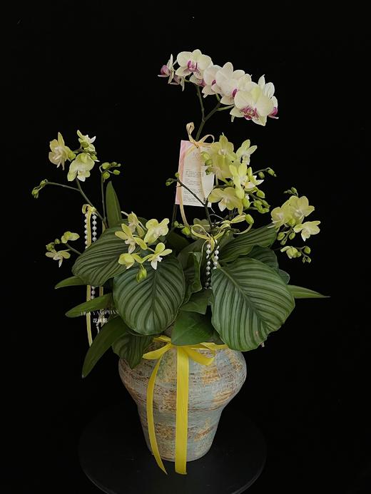 如意吉祥 · 蝴蝶兰盆栽 商品图2