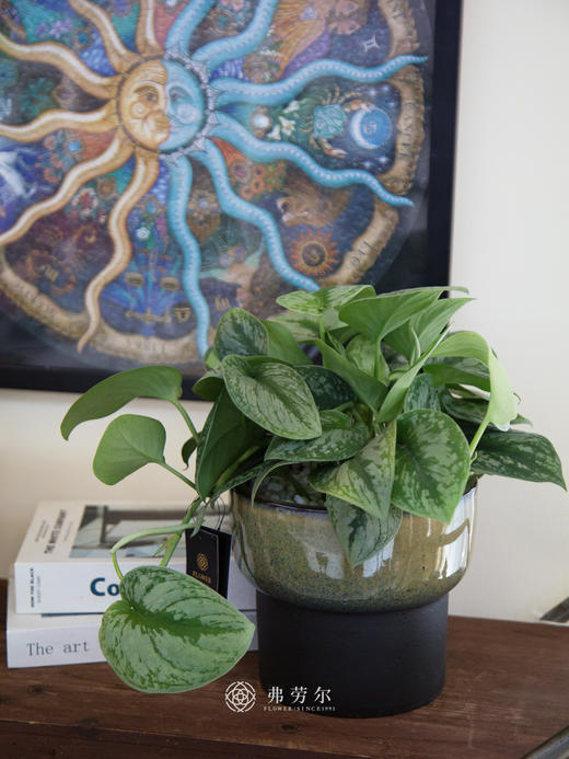 灰盆银斑葛 商品图0