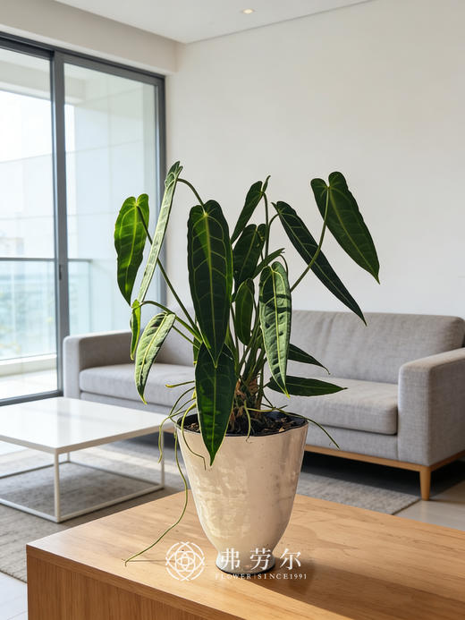 白盆火鹤后 商品图0