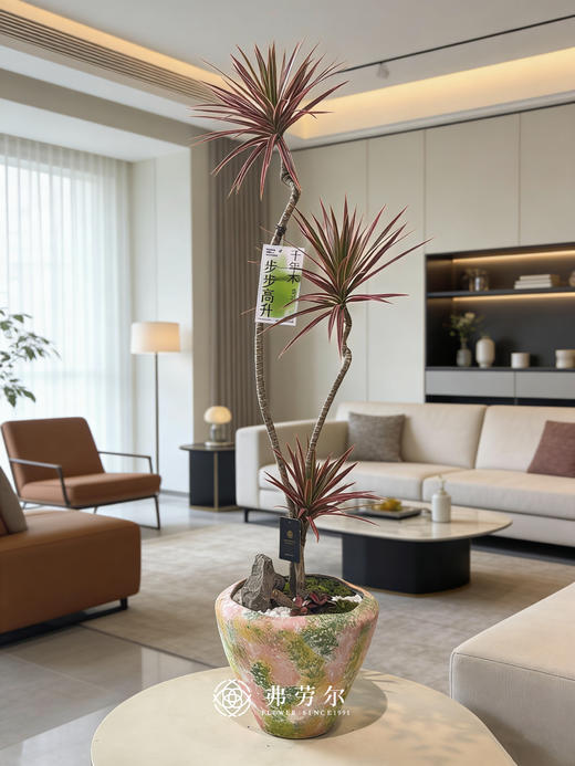 彩绘盆千年木 商品图0