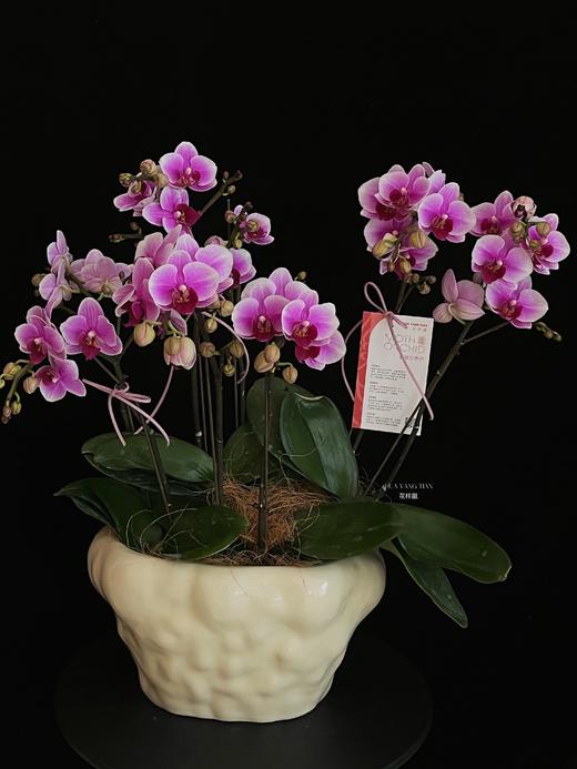 紫气绕家 · 蝴蝶兰盆栽 商品图4