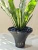 花叶鸟巢蕨（黑盆） 商品缩略图2