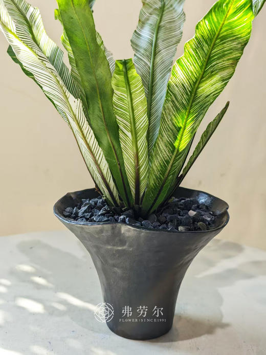 花叶鸟巢蕨（黑盆） 商品图2