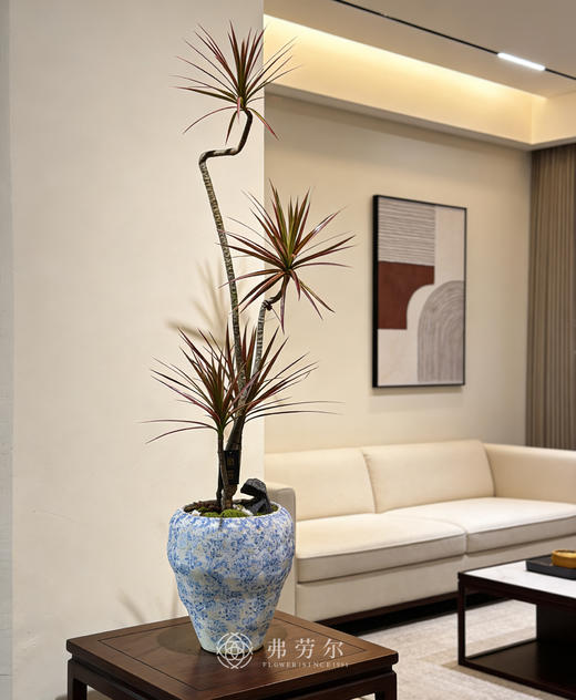 青花瓷盆千年木 商品图0