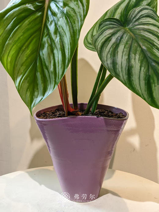 西瓜碧浪（粉盆） 商品图2