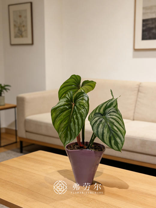 西瓜碧浪（粉盆） 商品图0