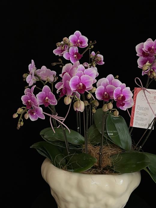 紫气绕家 · 蝴蝶兰盆栽 商品图3