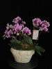 紫气绕家 · 蝴蝶兰盆栽 商品缩略图5