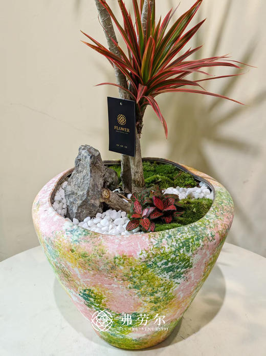 彩绘盆千年木 商品图2