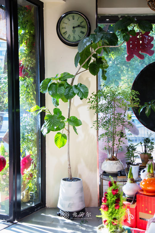 造型爱心榕 商品图0