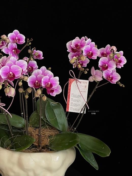 紫气绕家 · 蝴蝶兰盆栽 商品图2