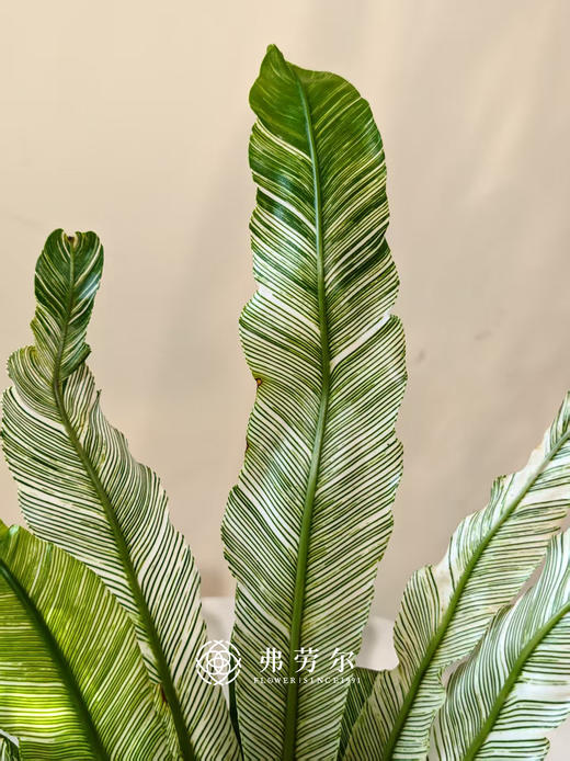 花叶鸟巢蕨（黑盆） 商品图1