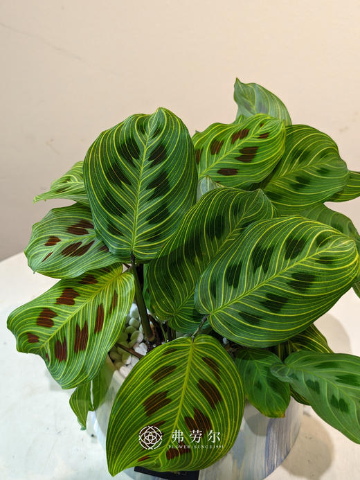 金丝叶婵 商品图2