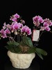 紫气绕家 · 蝴蝶兰盆栽 商品缩略图1
