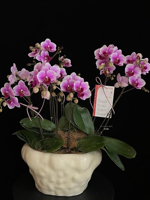 紫气绕家 · 蝴蝶兰盆栽 商品图1
