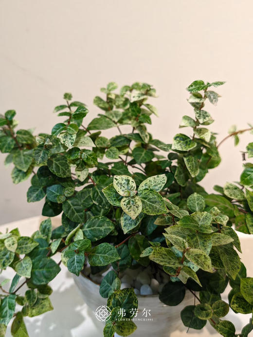 花叶络石 商品图2