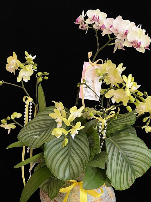 如意吉祥 · 蝴蝶兰盆栽 商品图4