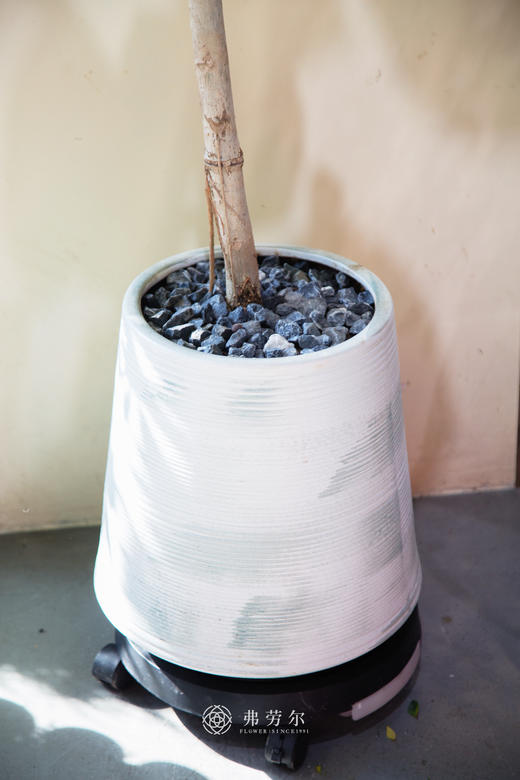 造型爱心榕 商品图2