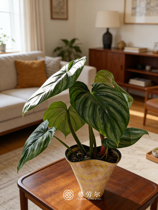 西瓜碧浪（陶盆） 商品图0