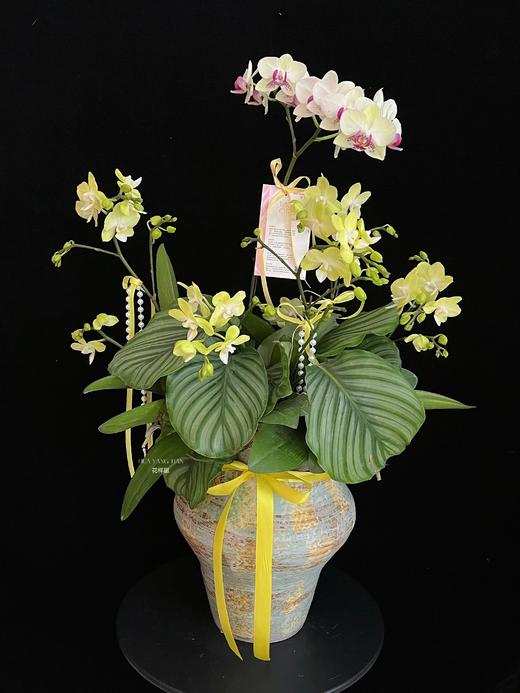 如意吉祥 · 蝴蝶兰盆栽 商品图0