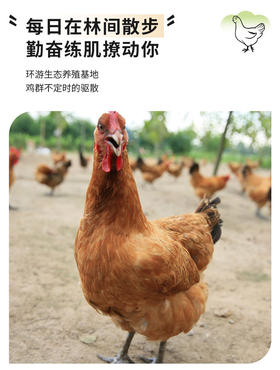 黑脚老母鸡1.5kg+30枚土鸡蛋