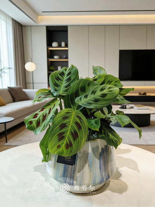 金丝叶婵 商品图0