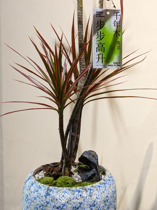 青花瓷盆千年木 商品图1