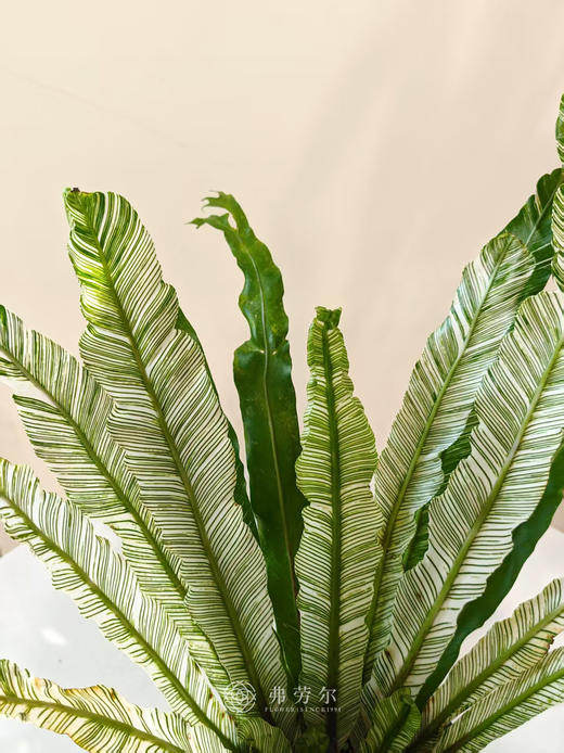 花叶鸟巢蕨（绿盆） 商品图2