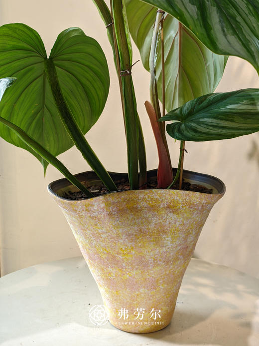 西瓜碧浪（陶盆） 商品图2