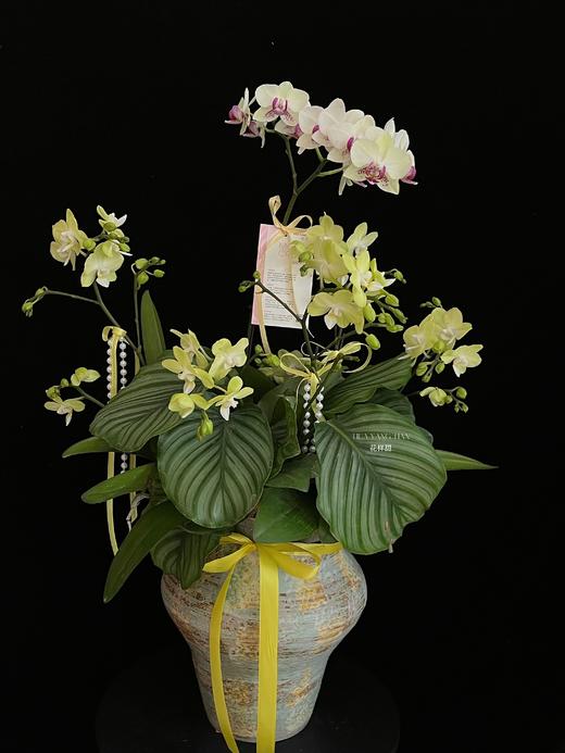 如意吉祥 · 蝴蝶兰盆栽 商品图1