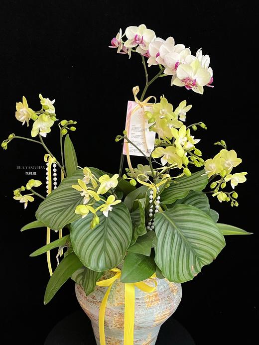 如意吉祥 · 蝴蝶兰盆栽 商品图3