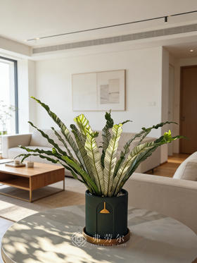 花叶鸟巢蕨（绿盆）