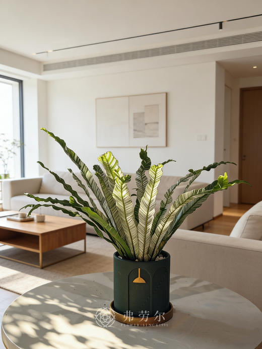 花叶鸟巢蕨（绿盆） 商品图0